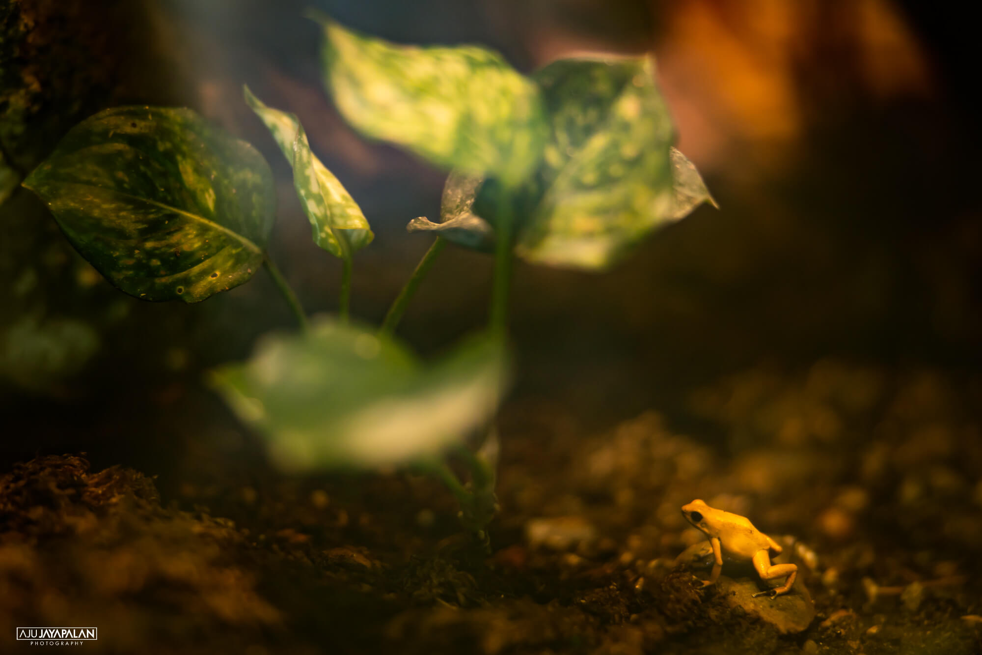 Photograph taken by Aju Jayapalan